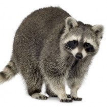 raton