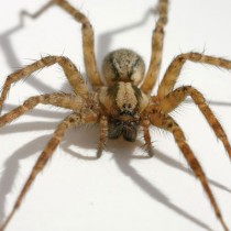araignee